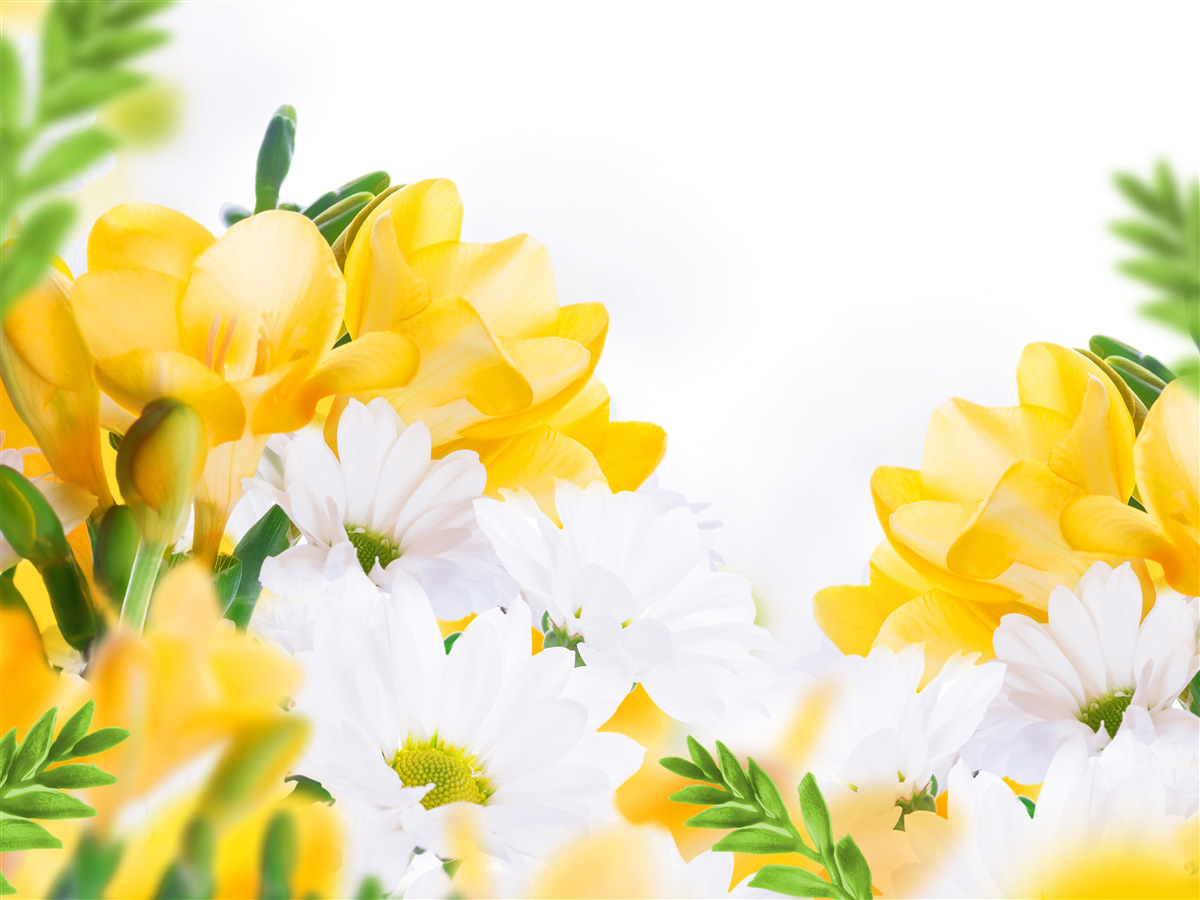 Fotobehang witte margrieten en gele fresia