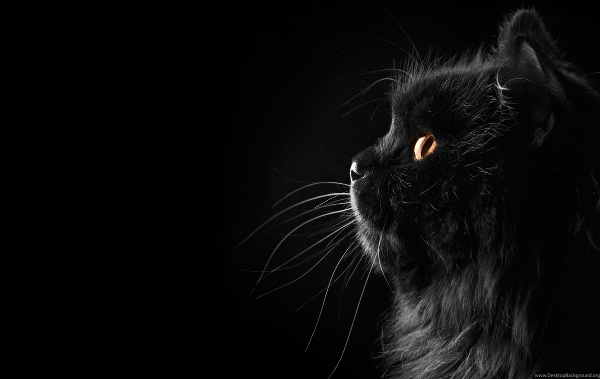 Fotobehang goudogige zwarte kat