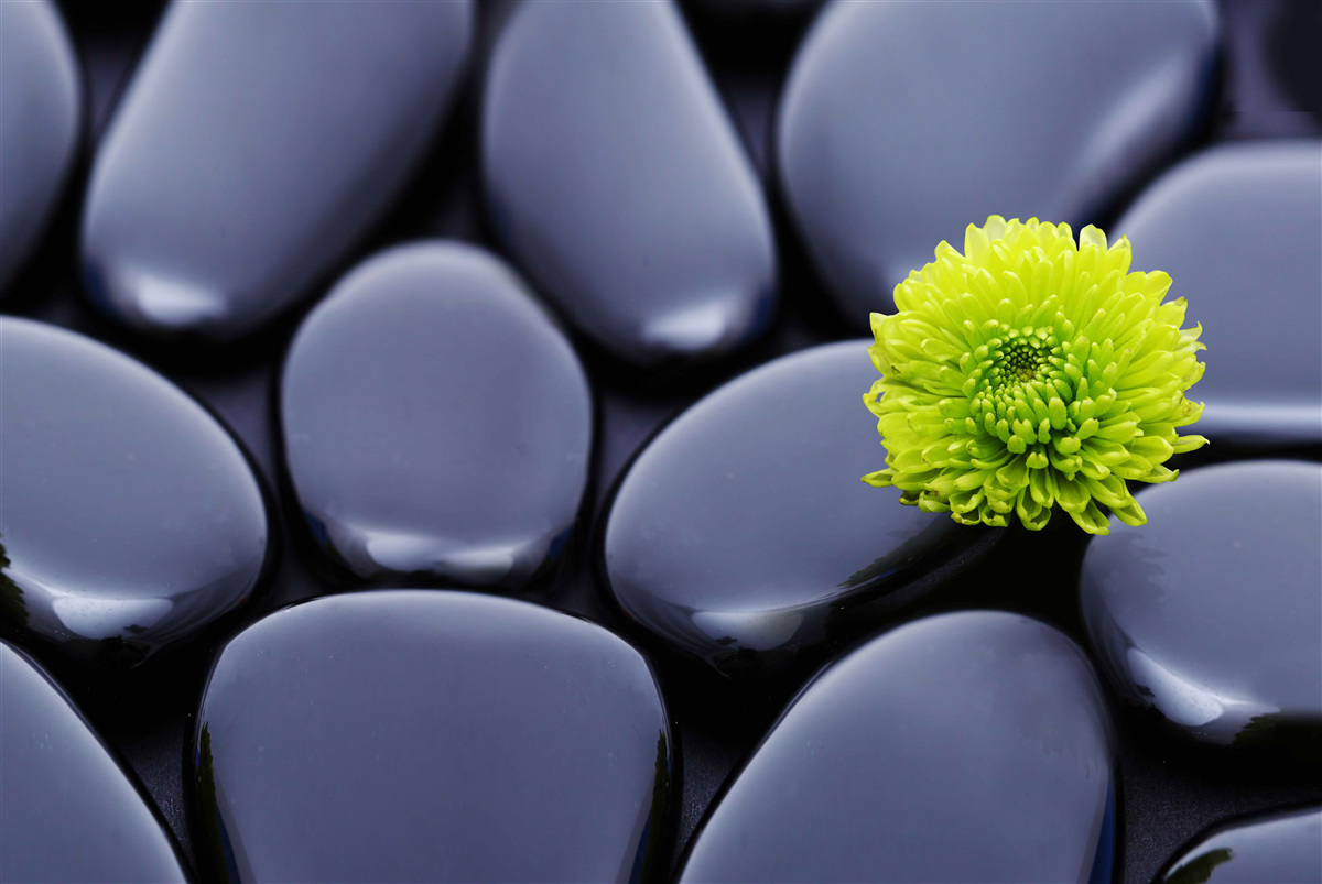 Fotobehang een groene bloem groeit over een rotsachtige barrière
