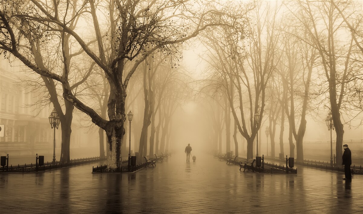 Fotobehang de laan is gevuld met regen en mist
