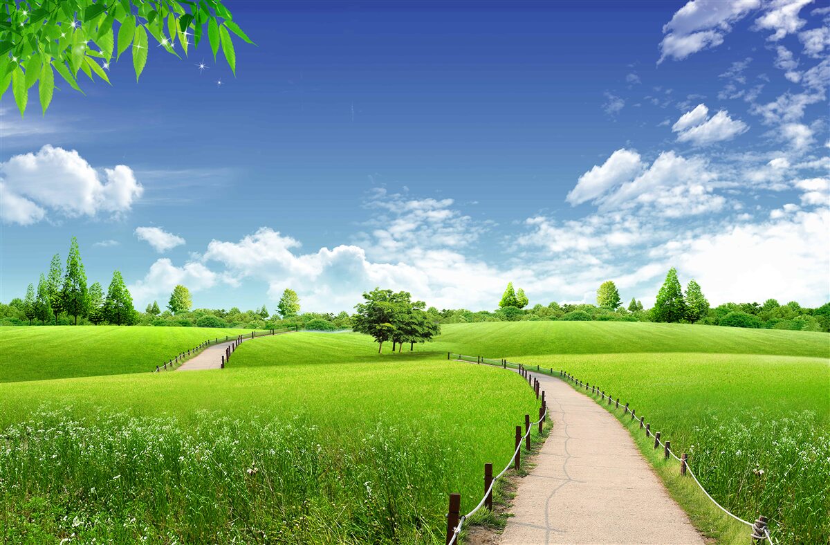 Fotobehang Pad tussen groene ruimten