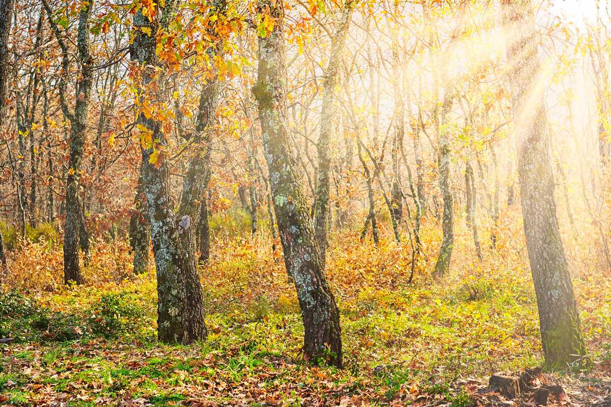 Fotobehang Dageraad in het herfstgewas