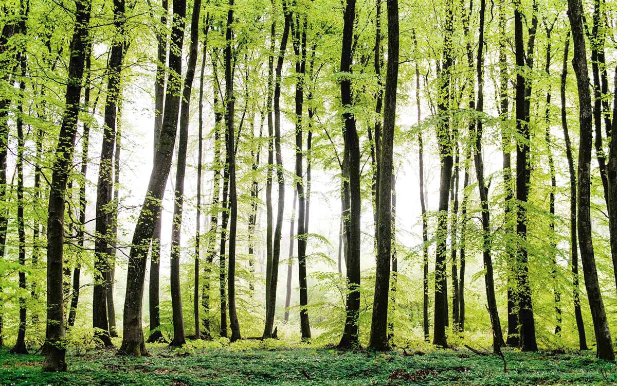 Fotobehang ochtendbomen die zich als slanke zuilen omhoog strekken