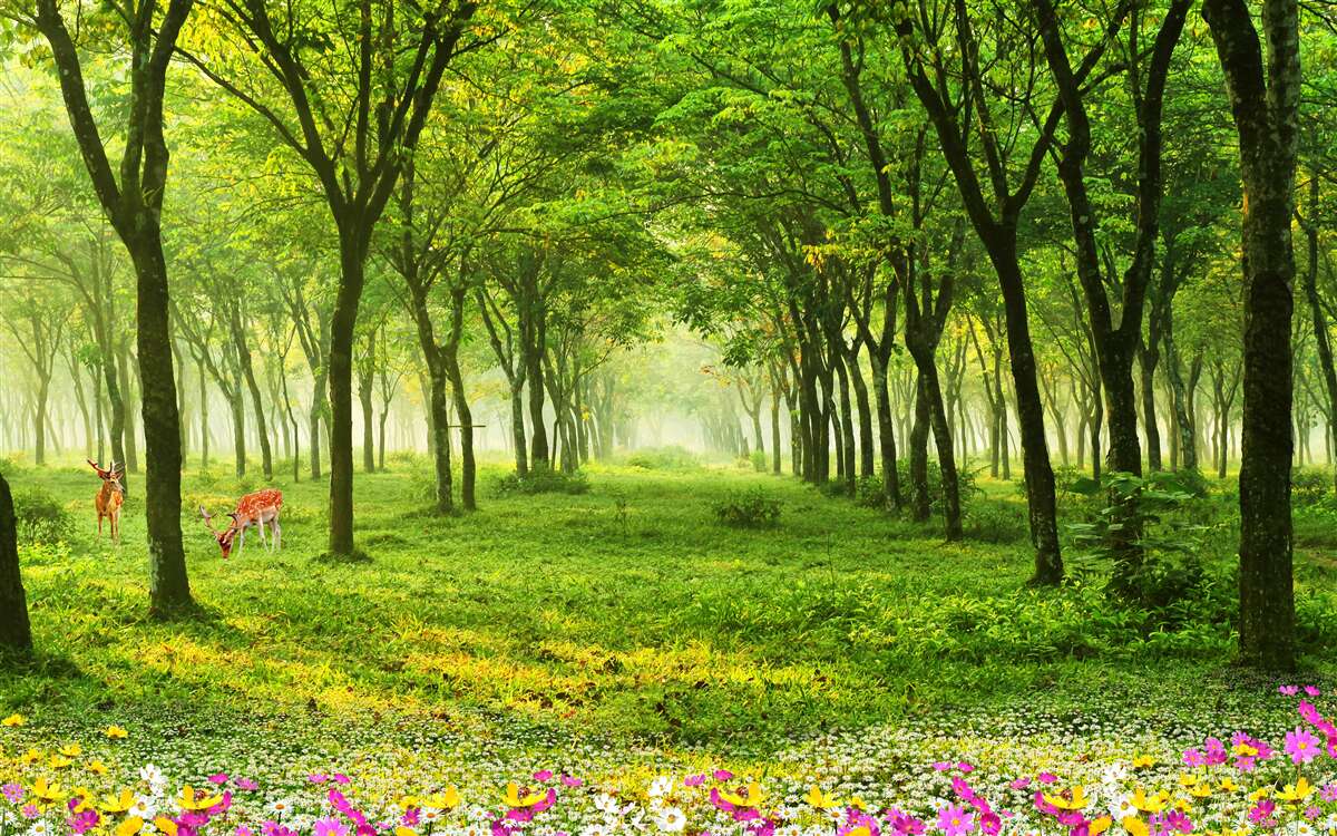 Fotobehang Prachtig uitzicht op een bos met herten op een groene achtergrond