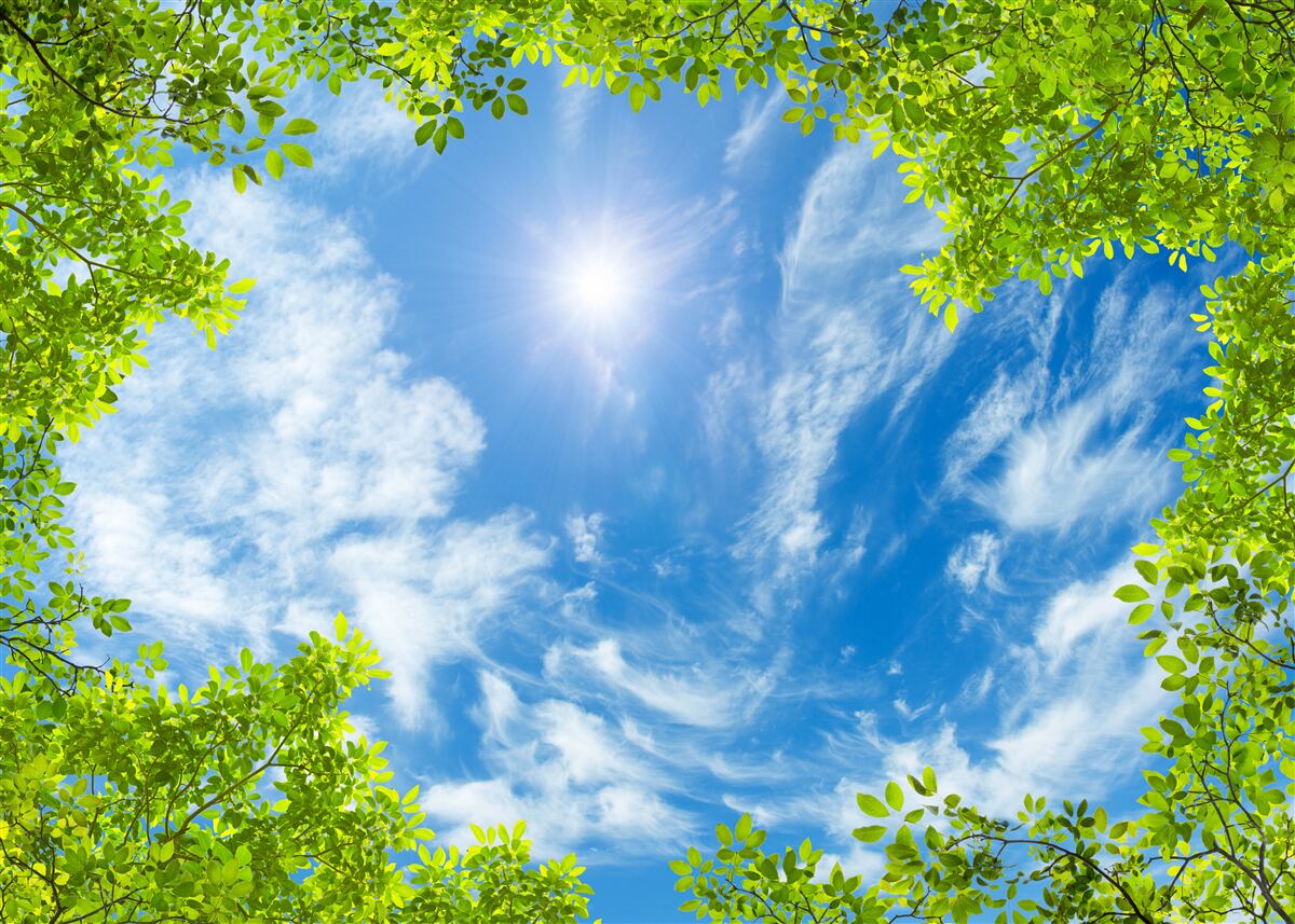 Fotobehang het groen waarin de zon is begraven en het blauw van de lucht