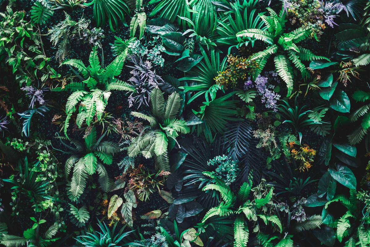 Fotobehang flora en fauna van tropische bossen