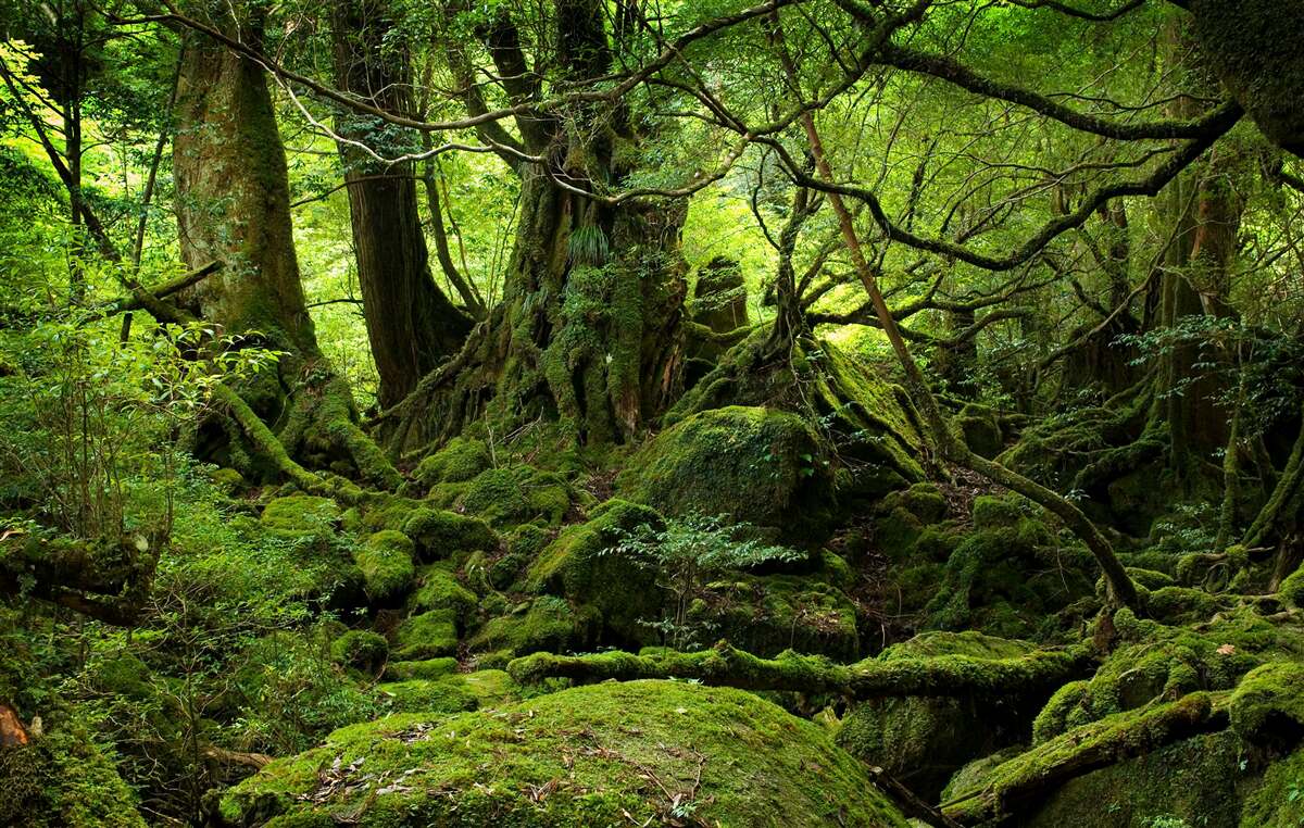 Fotobehang dicht groen bos
