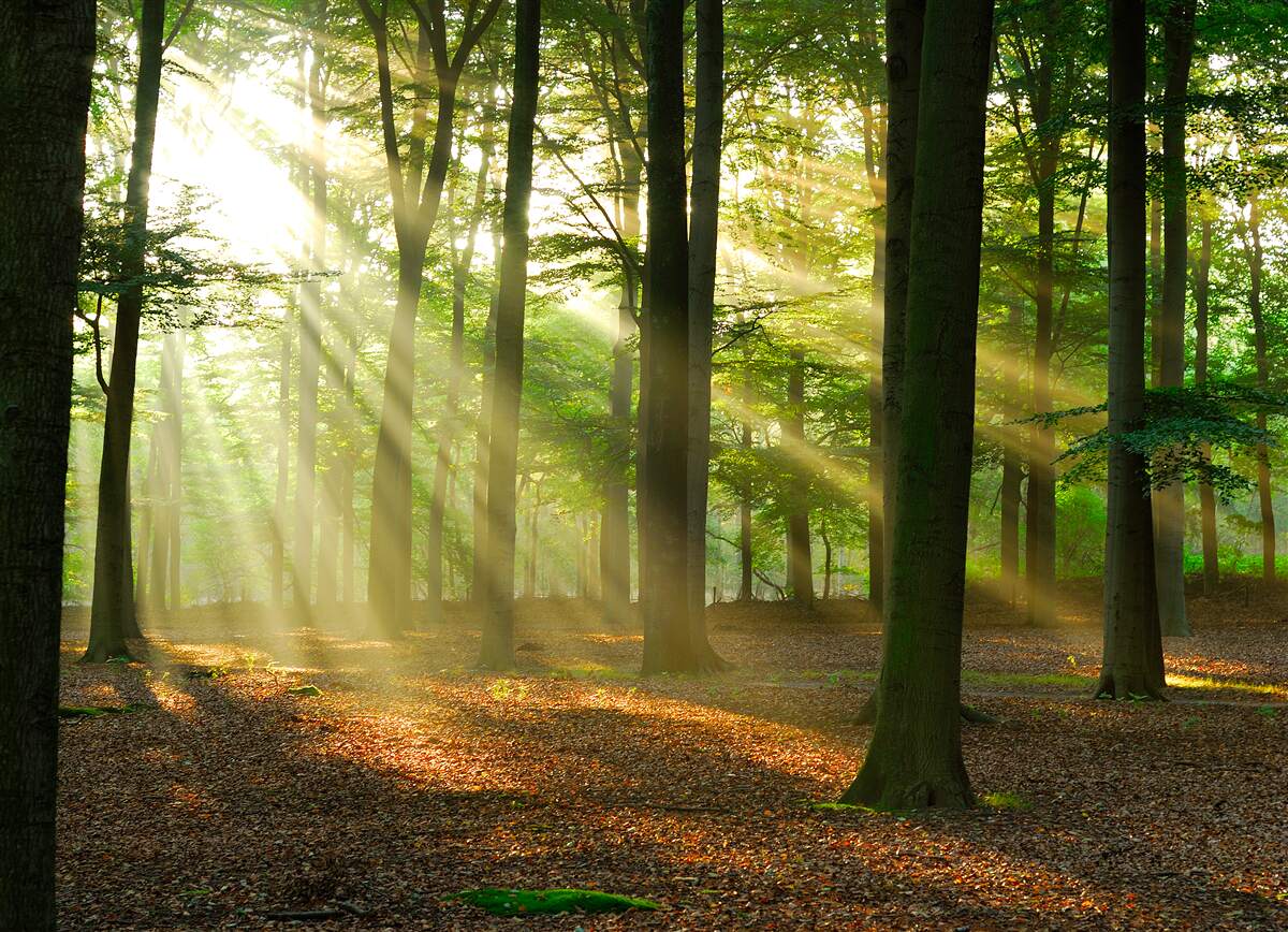 Fotobehang de zonnestralen dringen door de ochtendmist in de woestijn