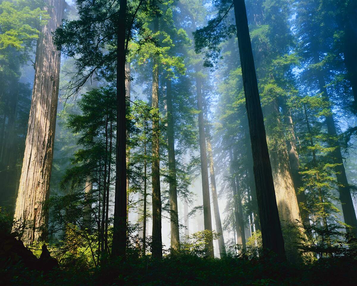 Fotobehang dunne mist tussen hoge bomen in het bos