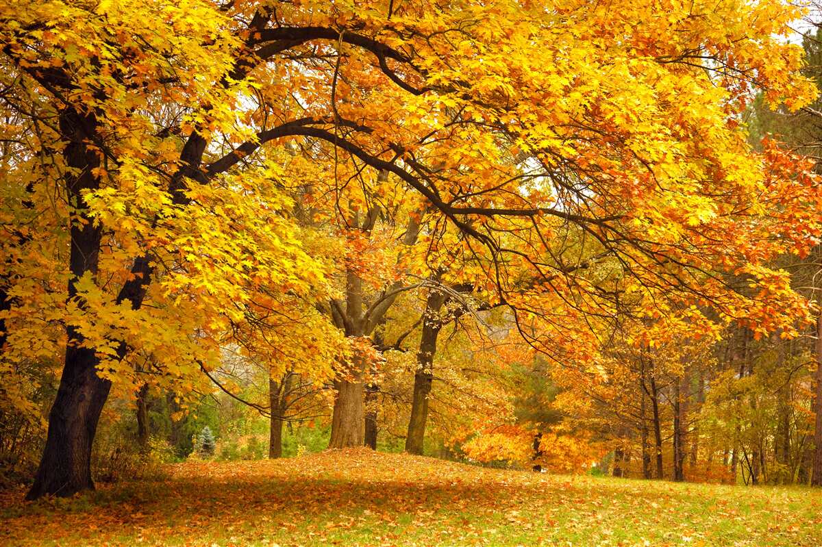 Fotobehang de herfst in haar gele kostuum heeft het bos betreden