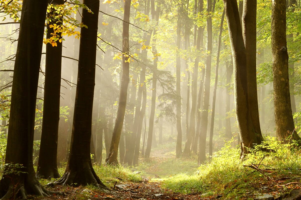 Fotobehang stralen van de ochtendzon doorboren de mist in de woestijn