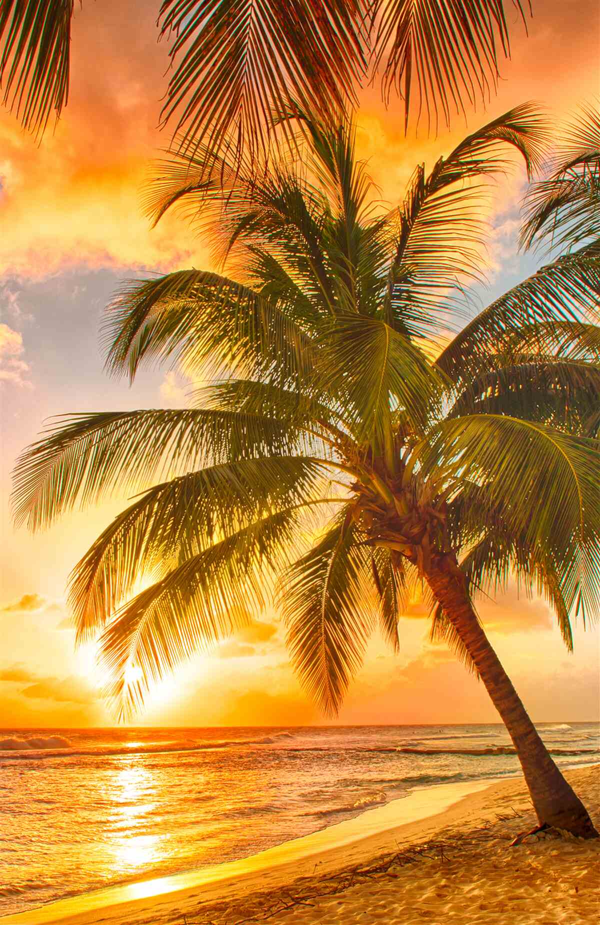 Fotobehang zonsondergang verlicht een palmboom op het strand