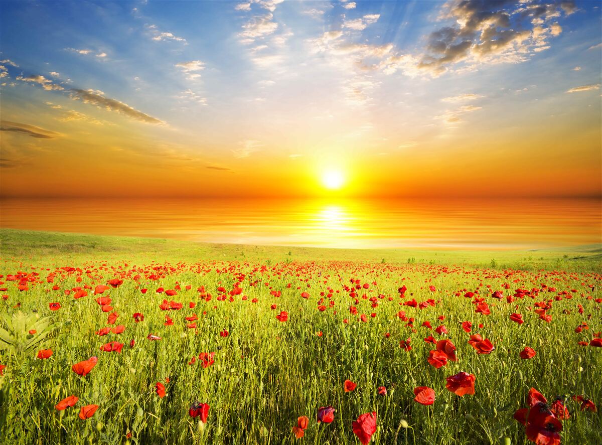 Fotobehang deze zomerse zonsondergang op een weiland bezaaid met klaprozen is vol kleur