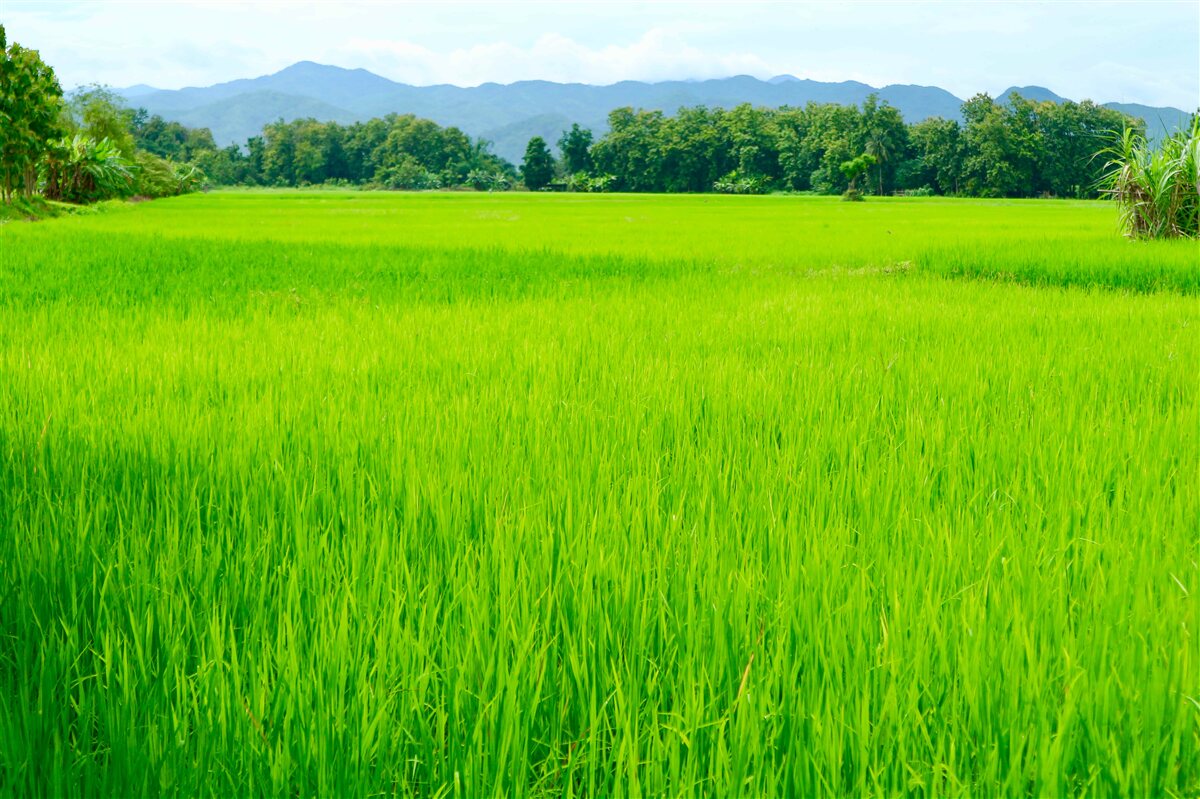 Fotobehang Groene weide in de bergen