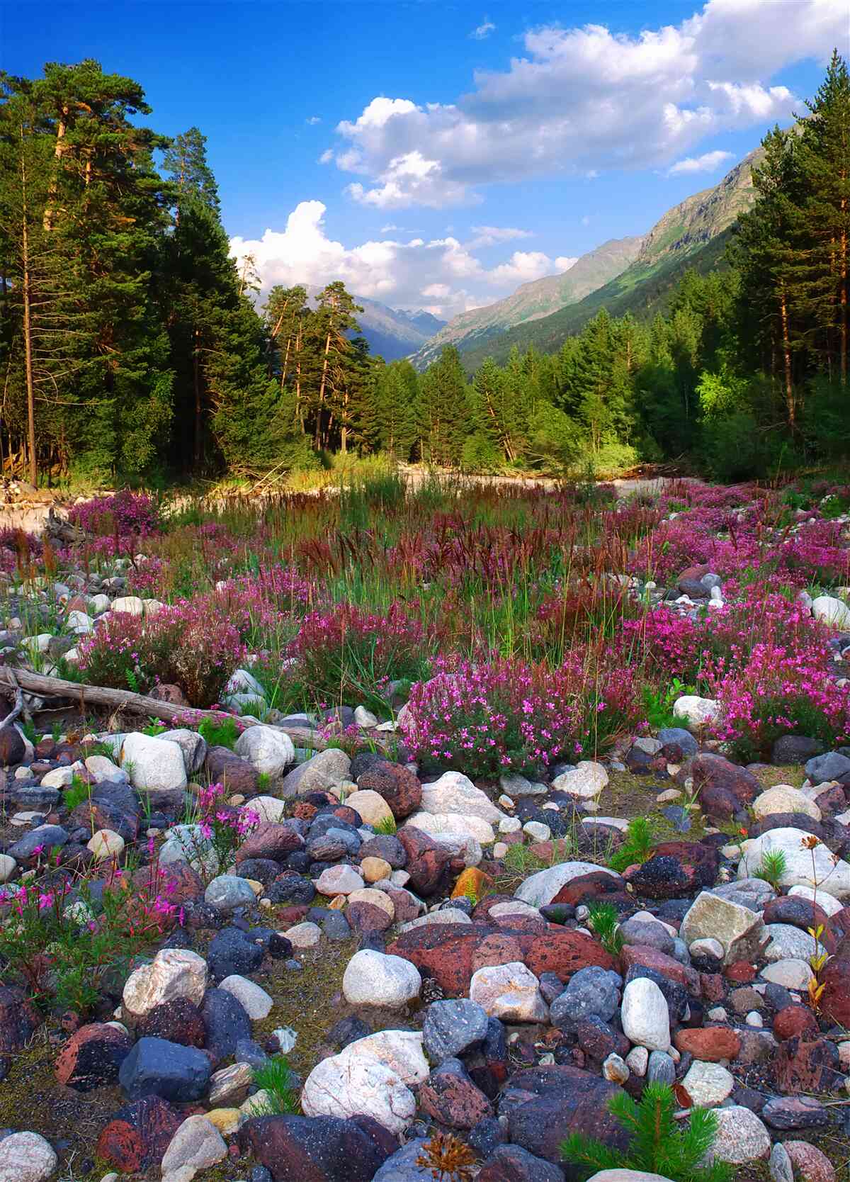 Fotobehang veelkleurige blokken en groene den