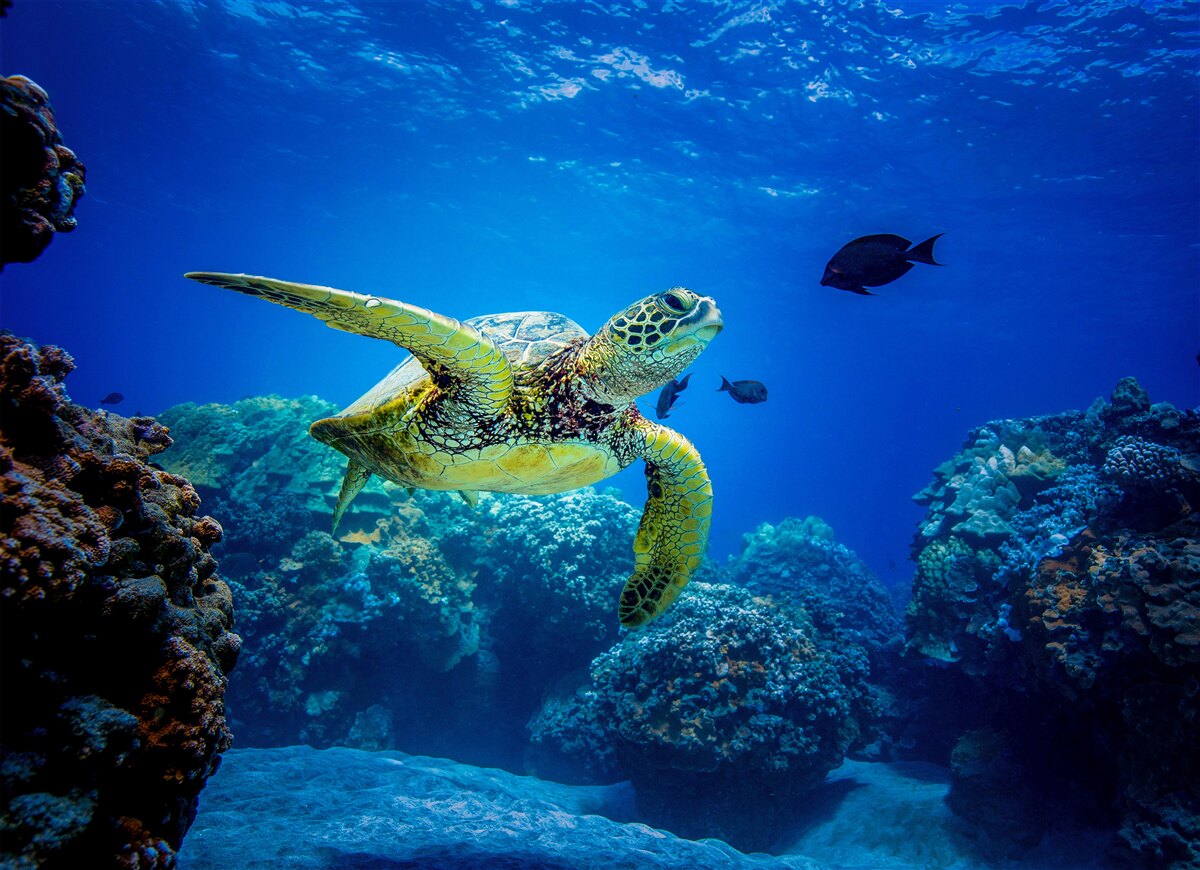 Fotobehang Schildpad in de blauwe diepten van de zee