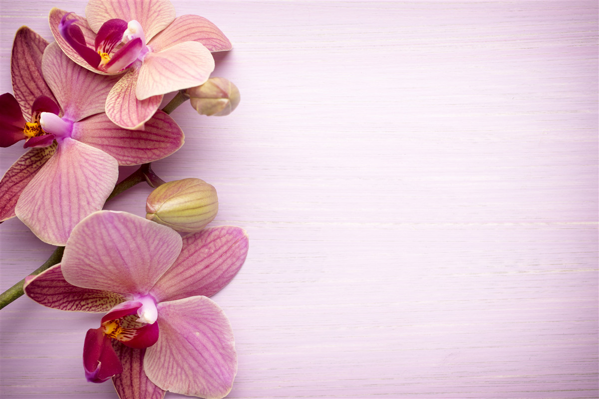 Fotobehang Orchideeën hebben een verbazingwekkende roze schoonheid