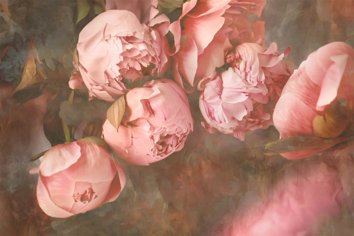 Fotobehang roze pioenrozen in delicate tinten