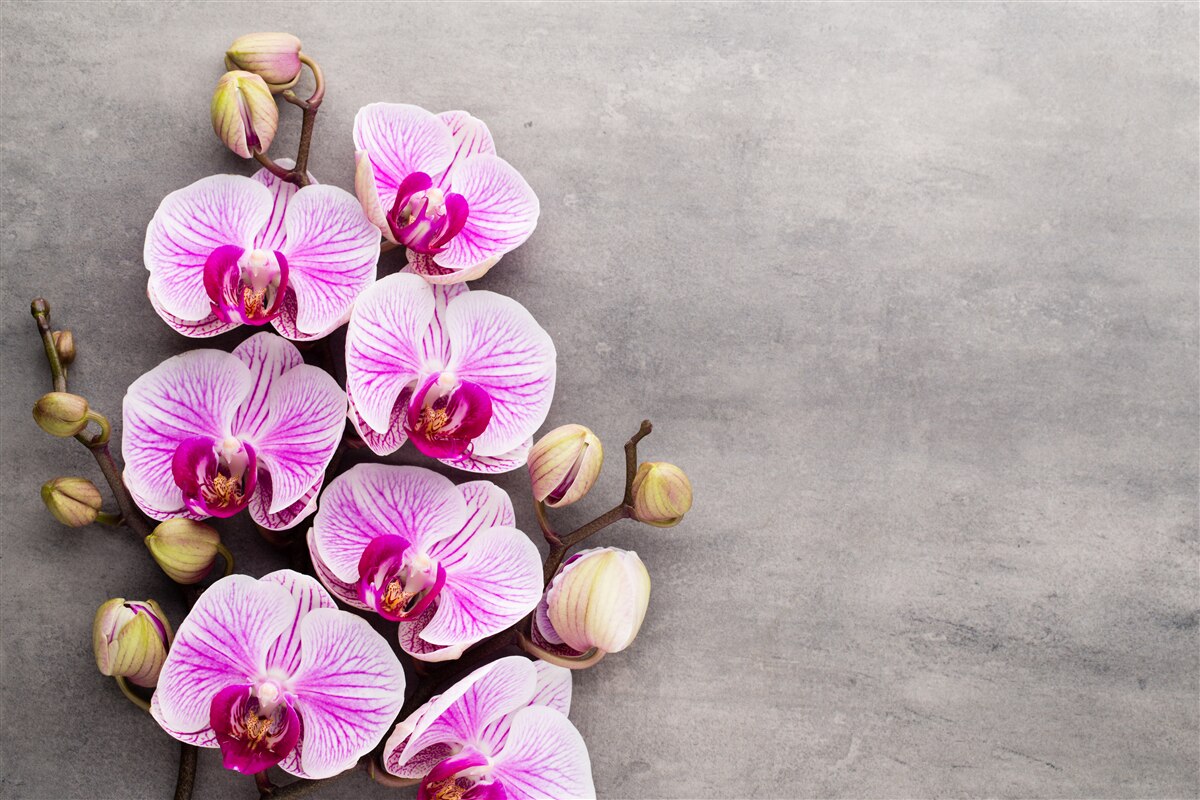 Fotobehang lila en witte orchidee