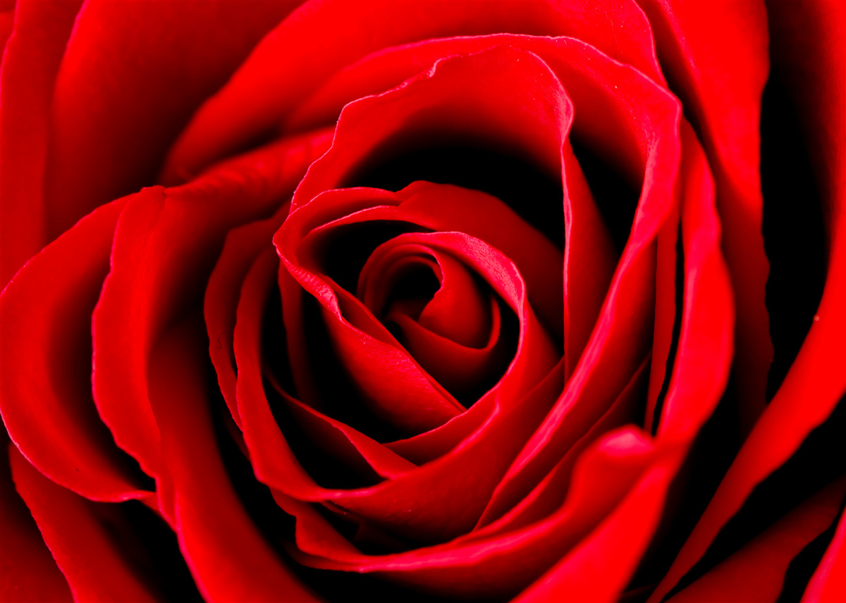 Fotobehang prachtige scharlakenrode roos