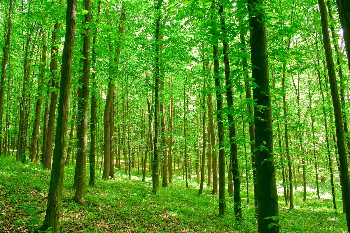 Fotobehang dun zomerbos met loofbomen