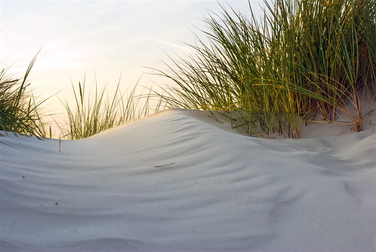 Fotobehang strandzand omringd door groen bij zonsopgang