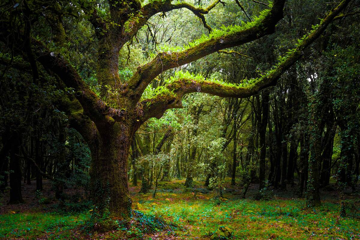 Fotobehang ruig oerbos met dichte bomen