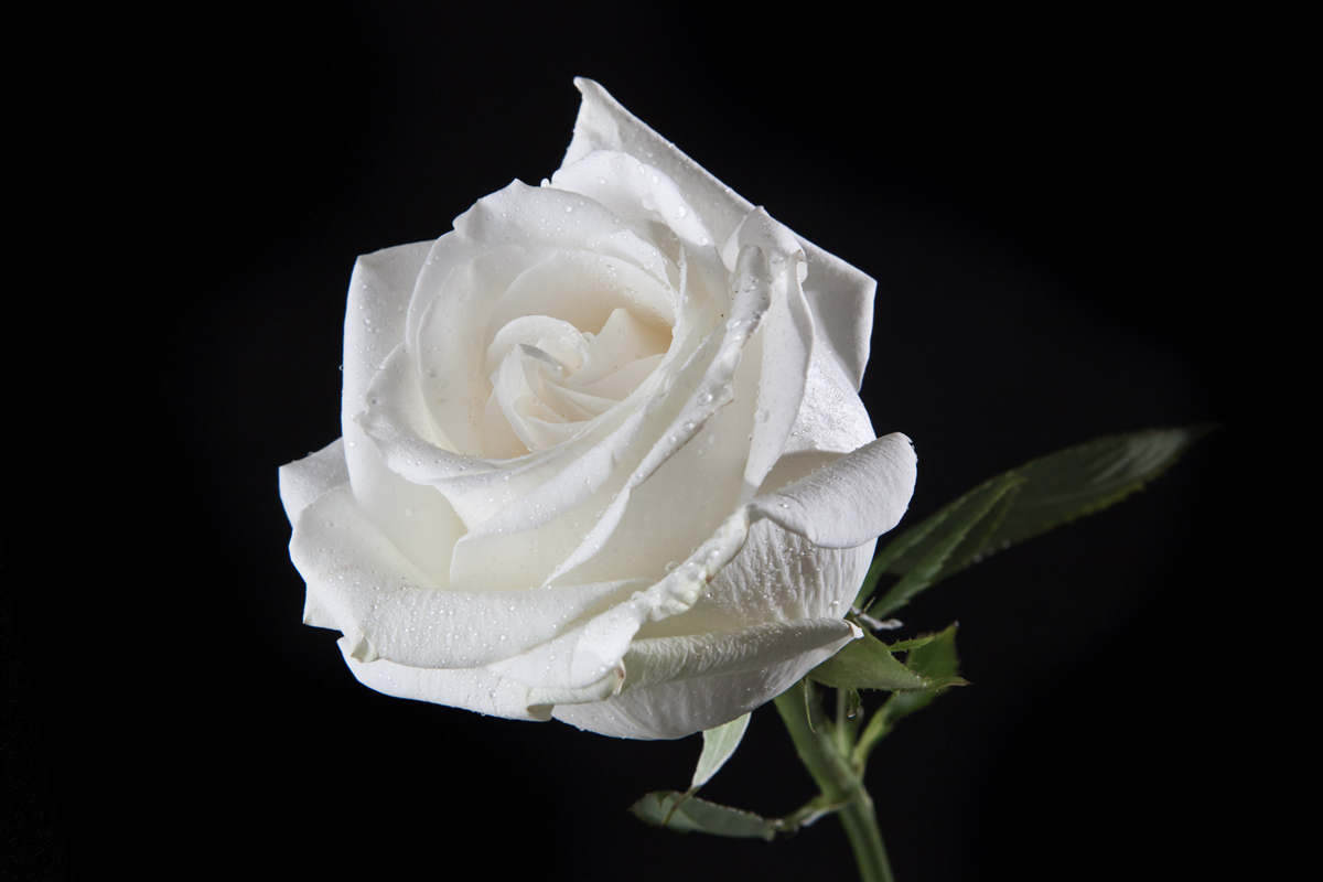 Fotobehang zwarte achtergrond benadrukt het wit van de roos