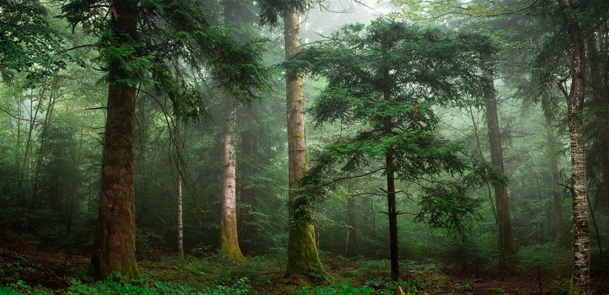 Fotobehang het oude naaldbos is gehuld in een dichte mist