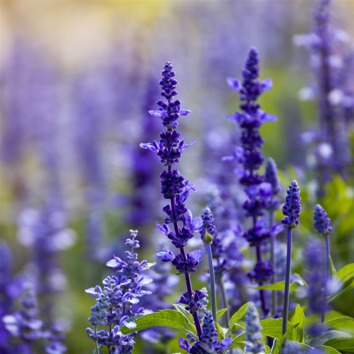 Fotobehang macrofoto van paarse lavendel