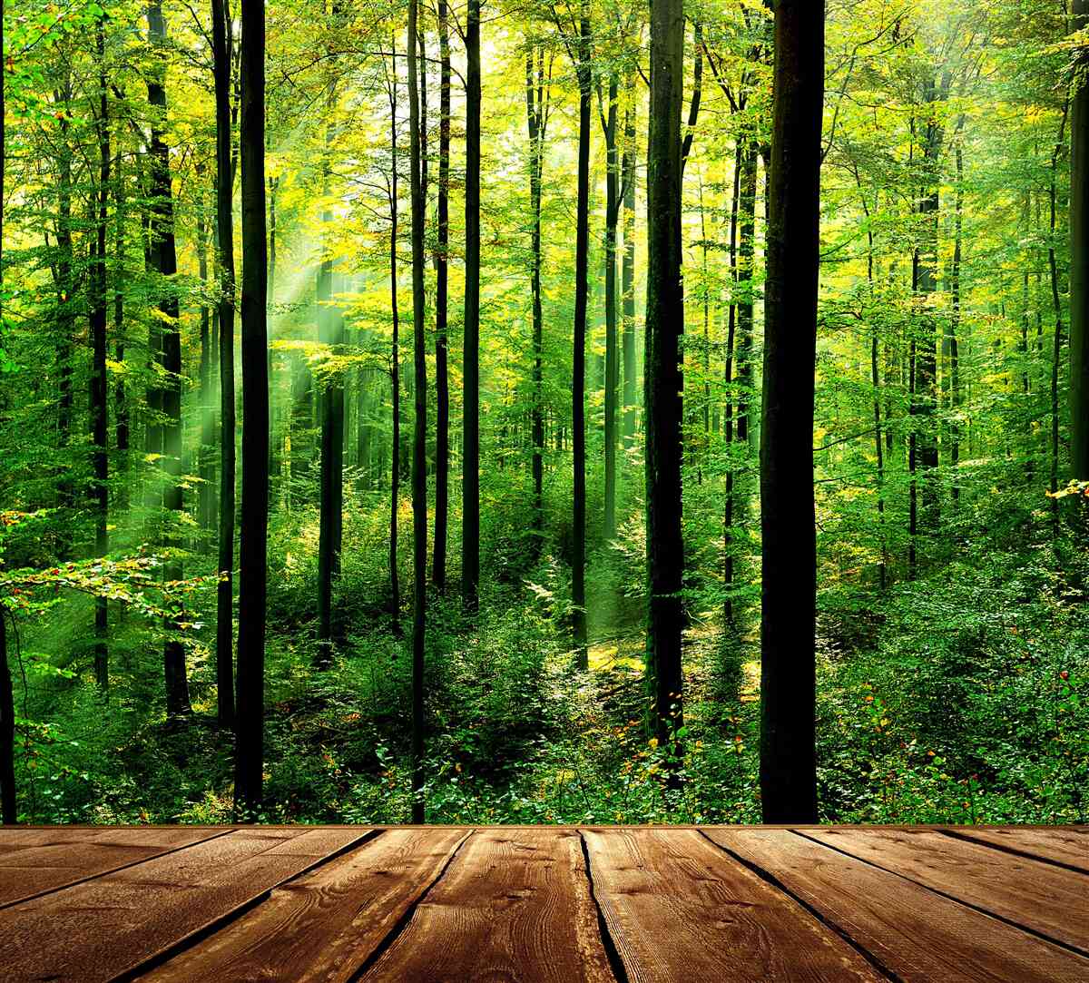 Fotobehang terras met toegang tot een pijnboombos