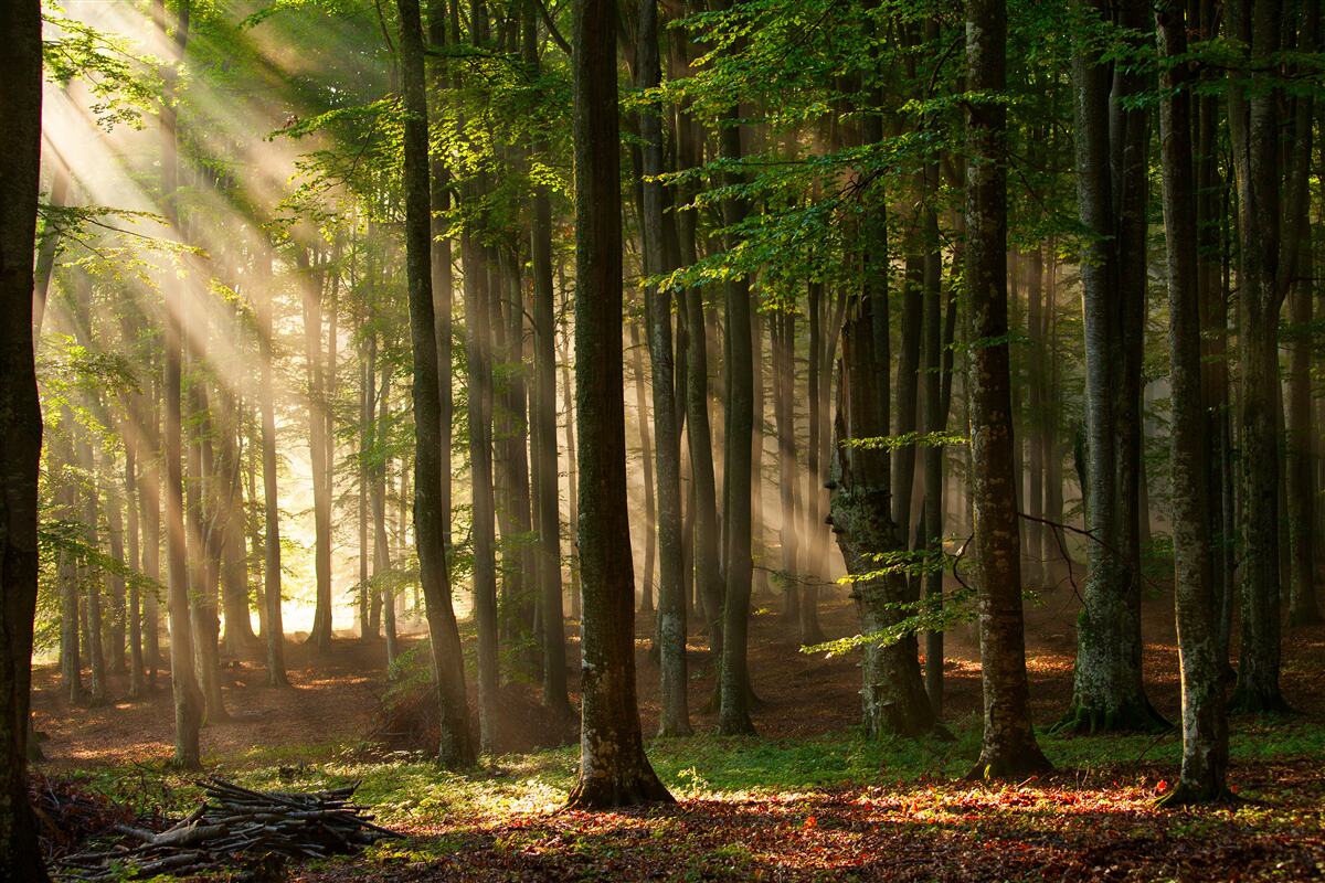 Fotobehang Zonneschijn verjaagt de kilte uit het bos na een avondje stappen