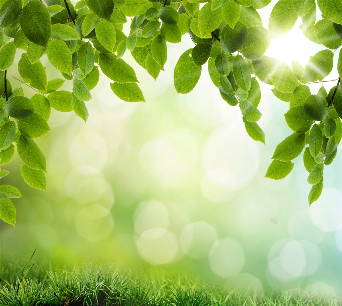 Fotobehang de zon in haar helderheid en bladeren versierd met groene druppels