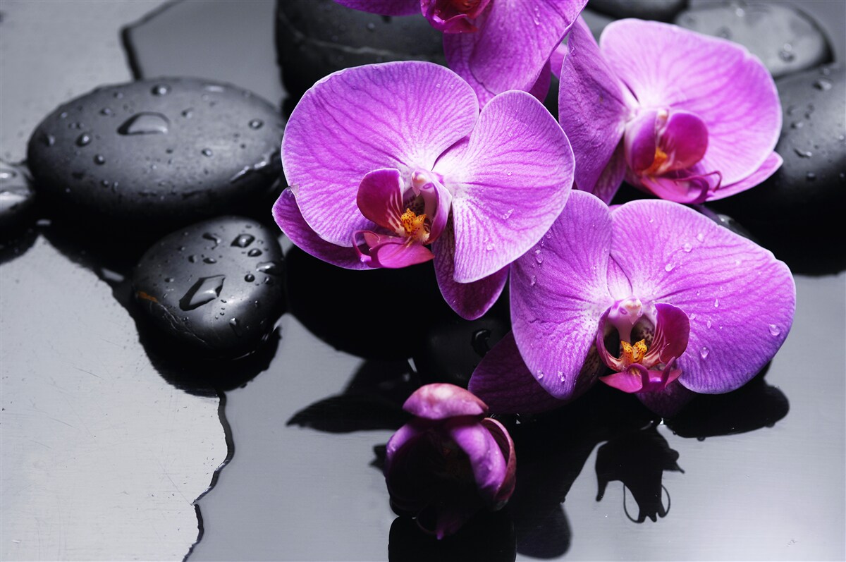 Fotobehang paarse orchidee omringd door water en stenen