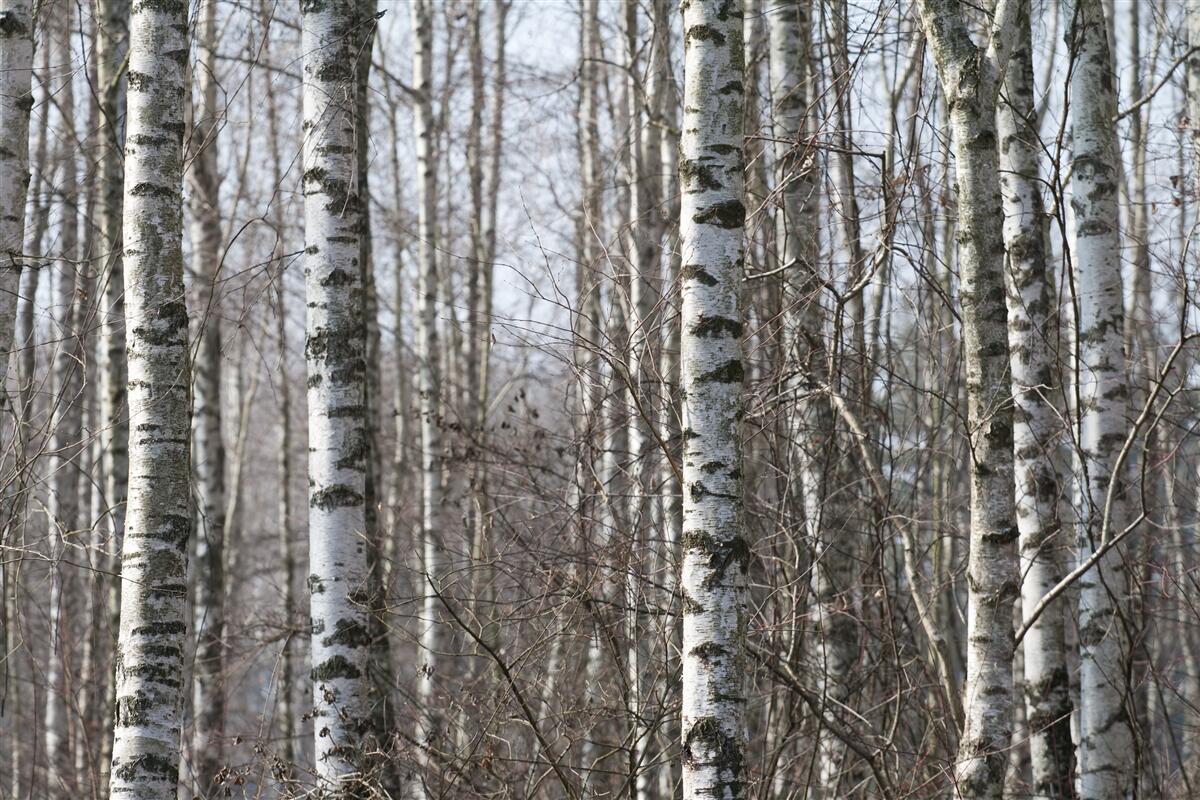 Fotobehang omgevallen sierlijke berken