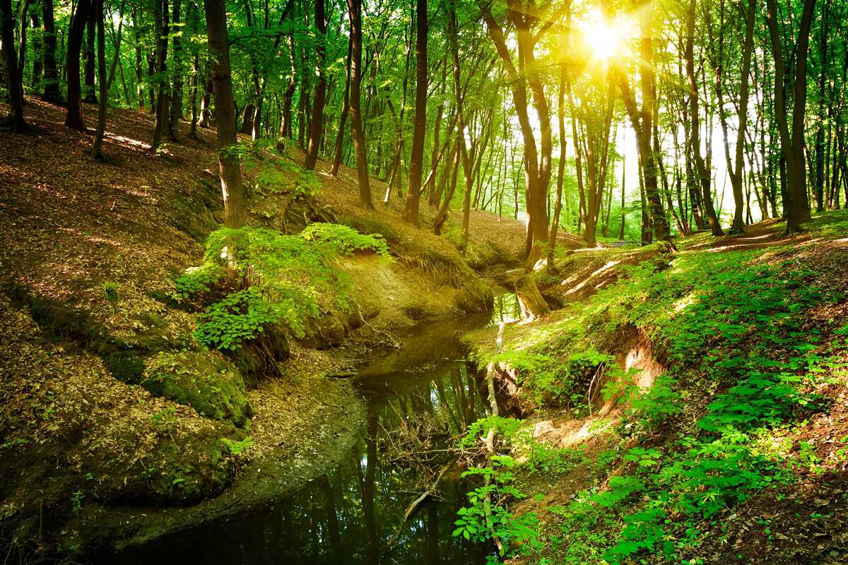 Fotobehang ochtendzonlicht in een groen bos vol bladeren