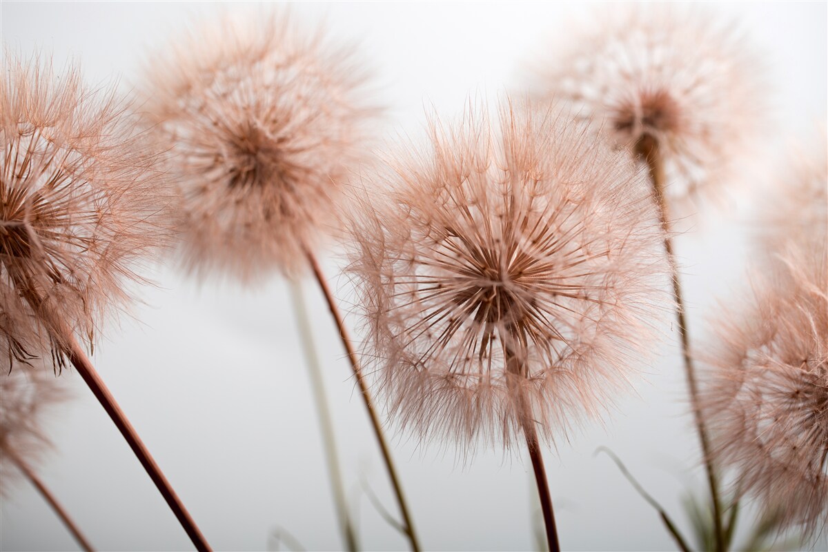 Fotobehang luchtige kuit