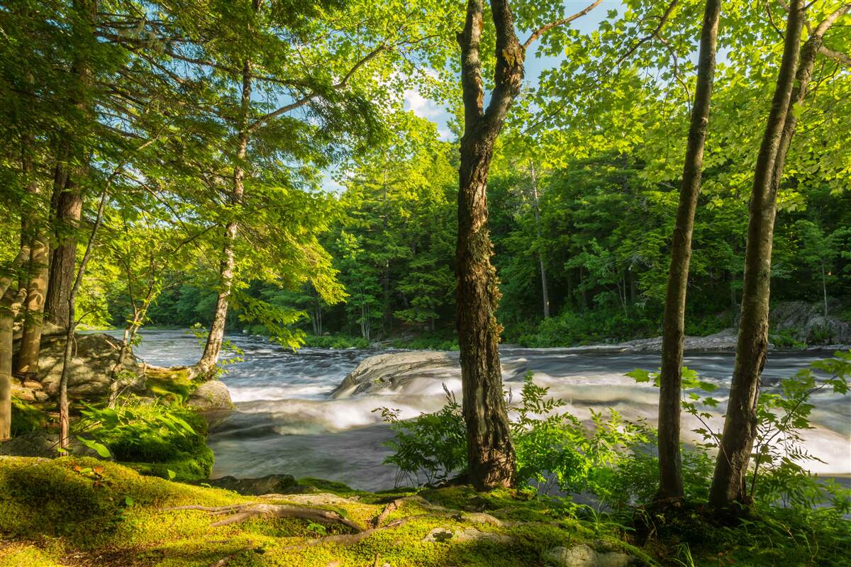 Fotobehang een lawaaierige rivier in de bergen die door een zonnig bos stroomt