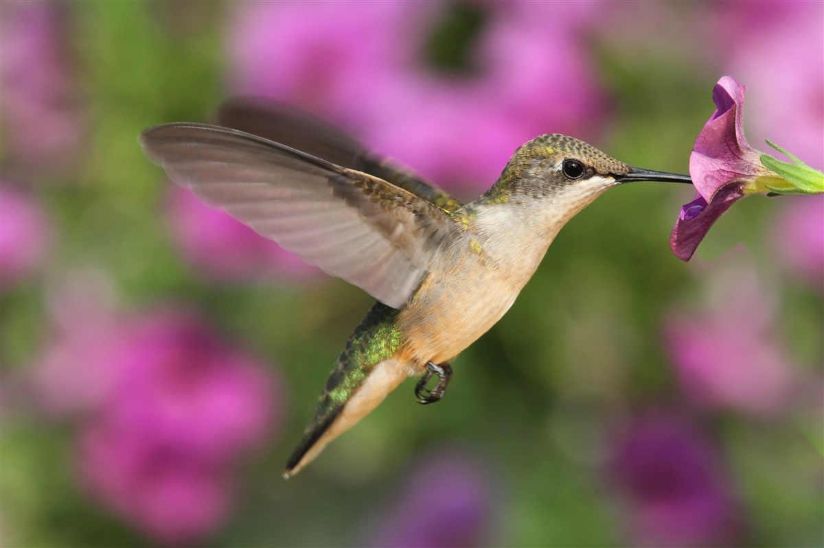 Fotobehang nectar lest de dorst van kolibries