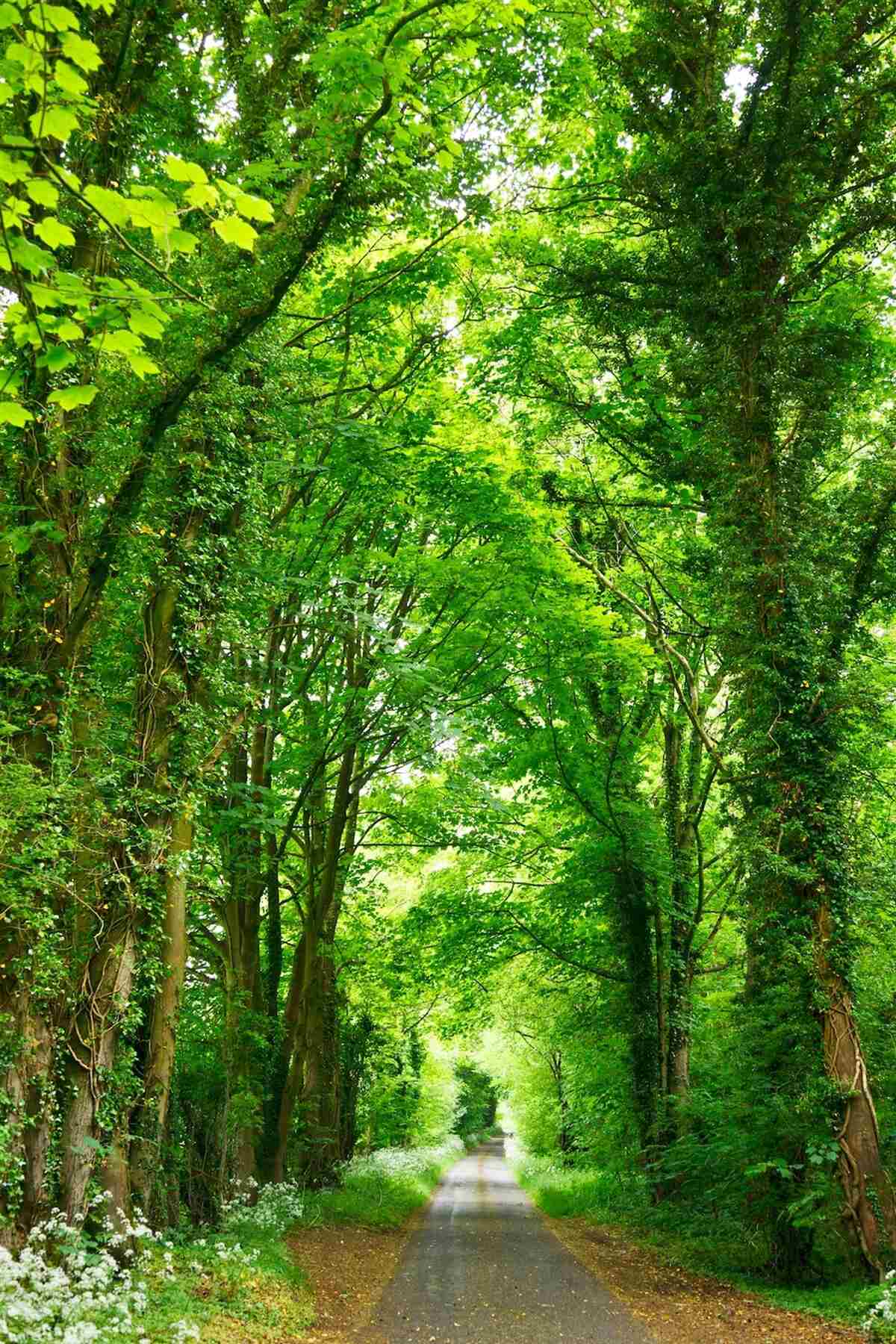 Fotobehang bogen van groene bomen steken boven het pad uit