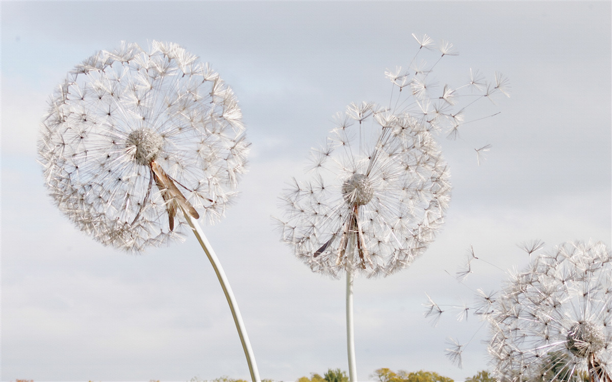 Fotobehang de wind blaast de paardenbloemen weg