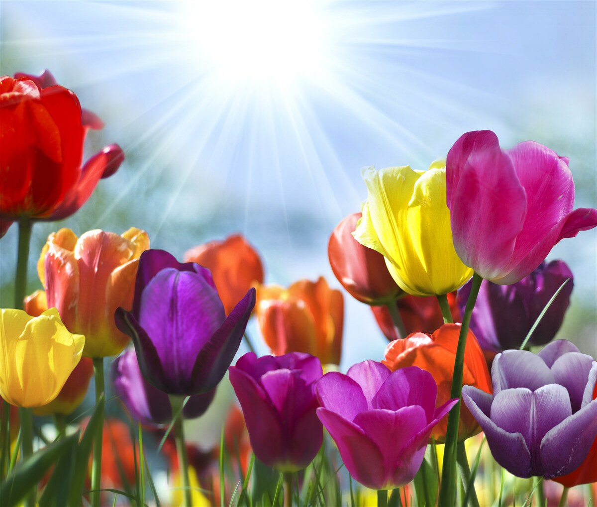 Fotobehang tulpen in verschillende kleuren in de zon