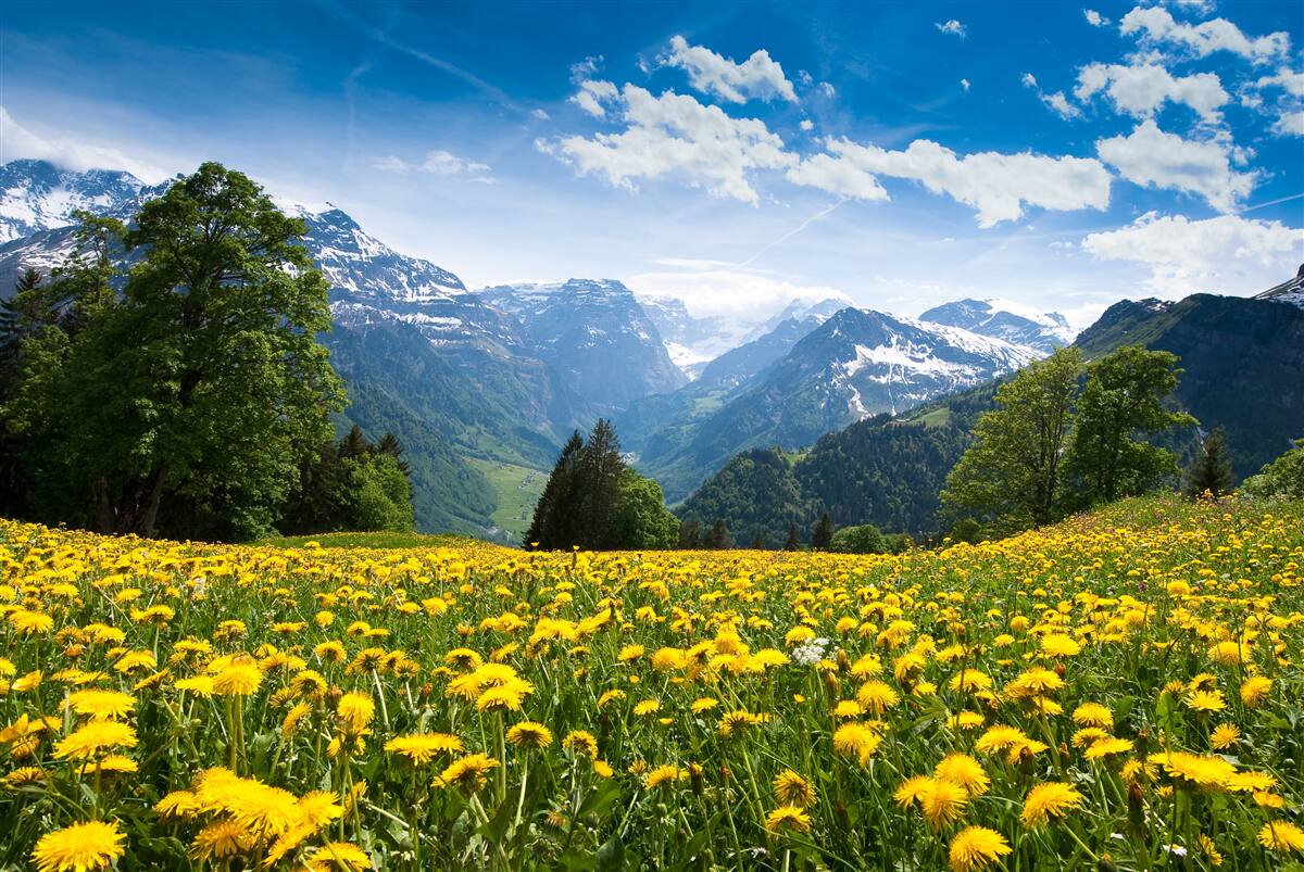 Fotobehang berglandschap met een veld klaprozen versierd met gele paardenbloemen