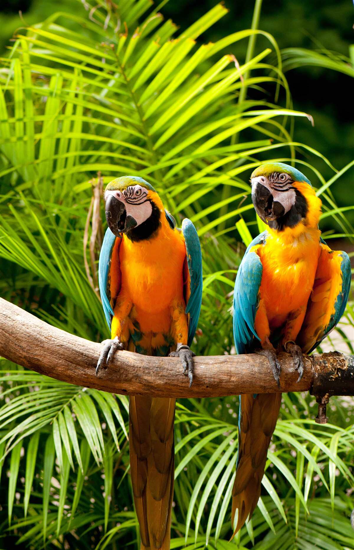 Fotobehang twee ares zittend op palmtakken