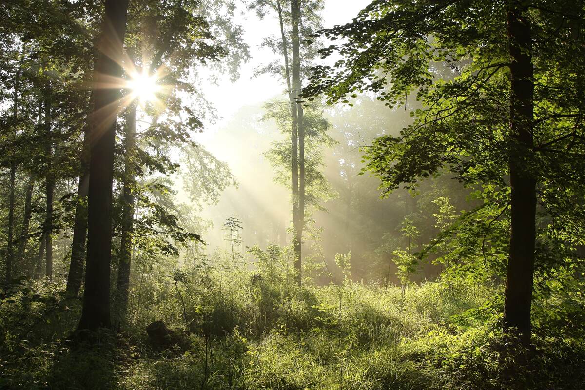 Fotobehang de zonnestralen weren de nachtelijke kilte van de bomen af