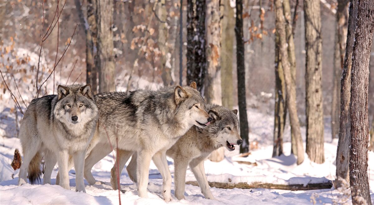 Fotobehang een groep wolven loopt door een winters bosschage