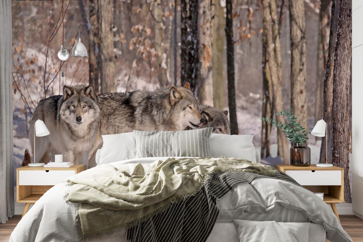 Fotobehang een groep wolven loopt door een winters bosschage