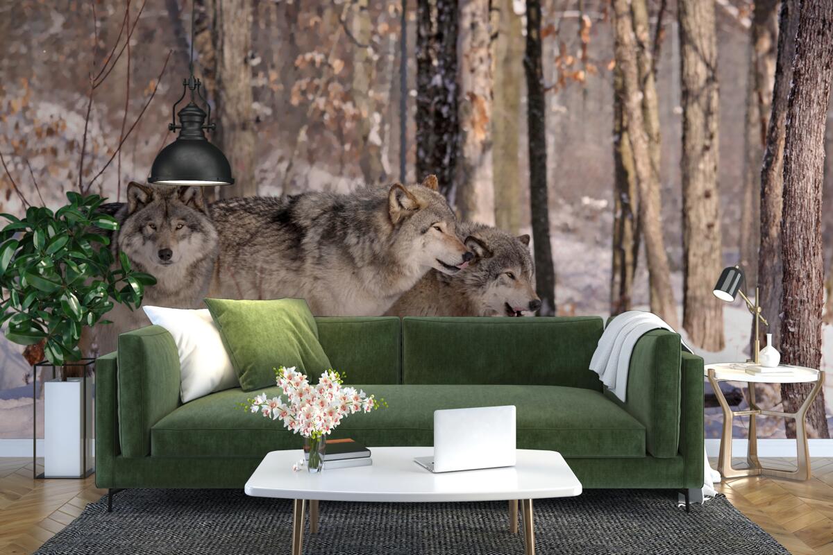 Fotobehang een groep wolven loopt door een winters bosschage