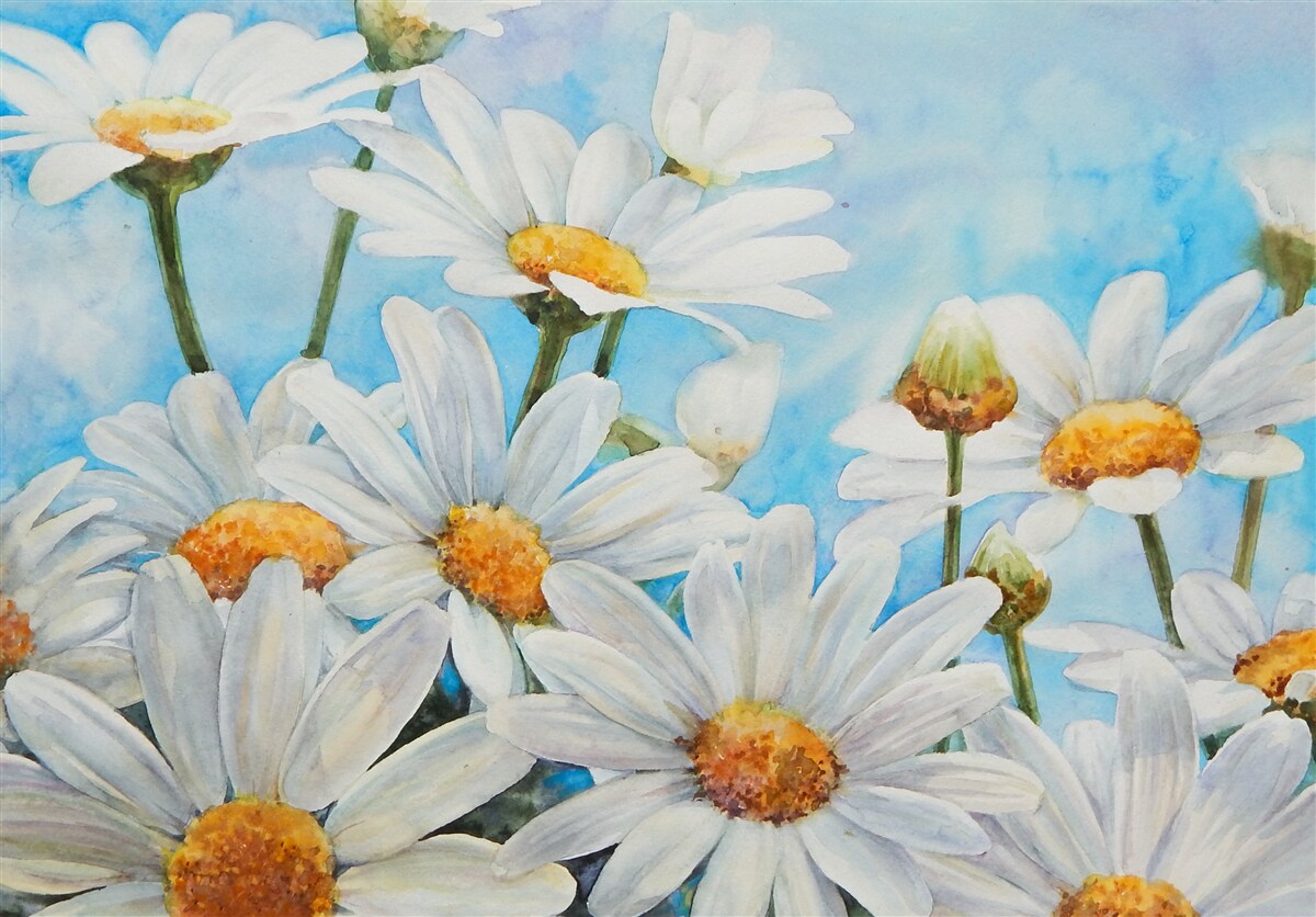 Fotobehang tegen de lucht ligt een veld bezaaid met witte zomermadeliefjes