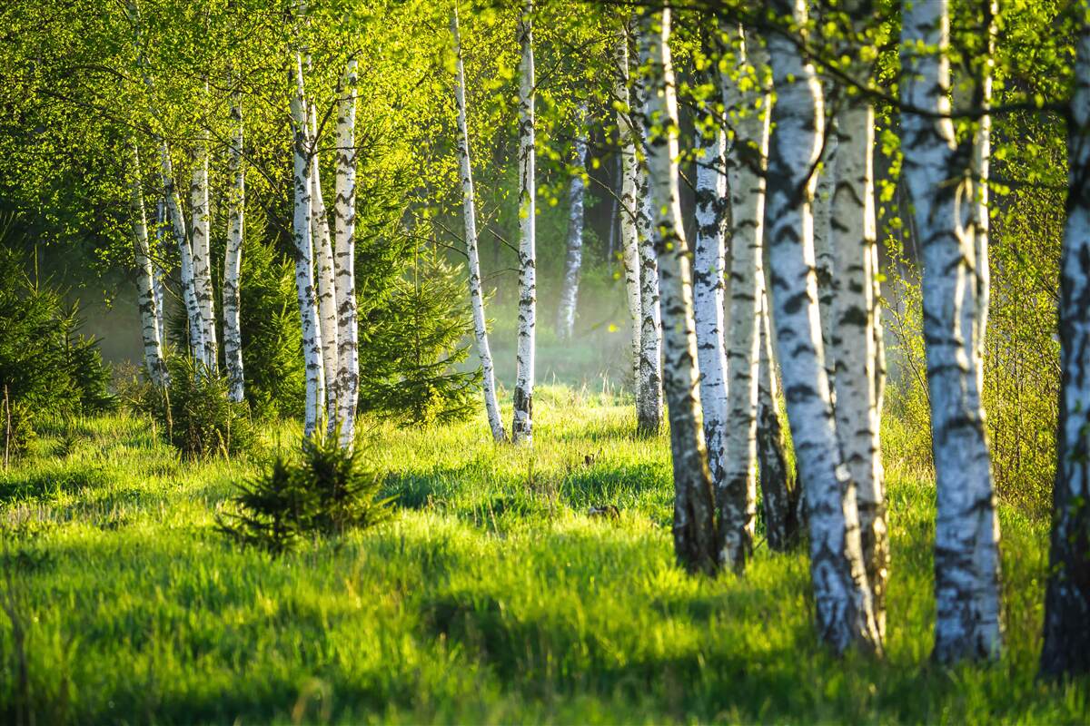 Fotobehang Weiden versierd met majestueuze berkenbomen zijn felgroen geschilderd